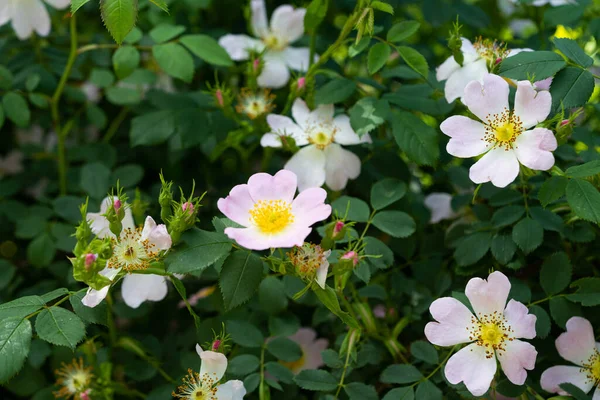 Yazın büyüyen gül kalçaları 