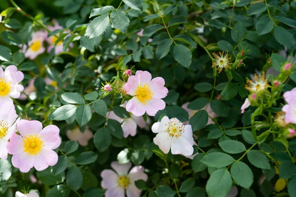 Yazın büyüyen gül kalçaları 