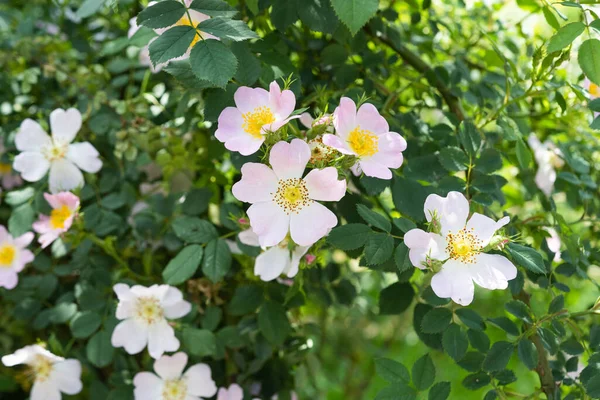 Nypon Som Växer Sommaren — Stockfoto