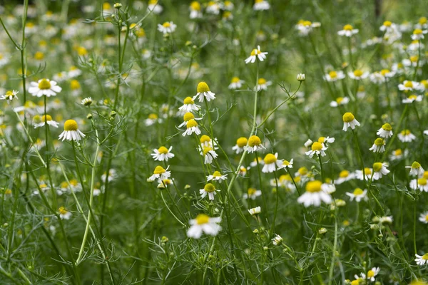 牧草地で育つ医療用カモミールは — ストック写真