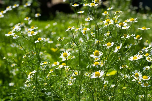 牧草地で育つ医療用カモミールは — ストック写真