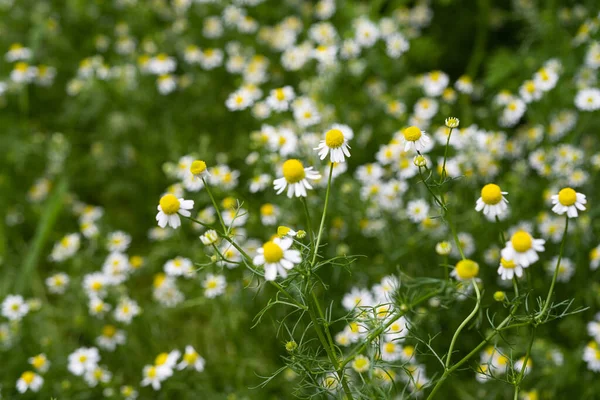 生长在草地上的医学洋甘菊 — 图库照片