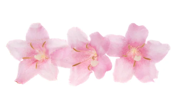 Rododendron Izolované Bílém Pozadí — Stock fotografie