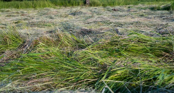 Ängen Sommaren — Stockfoto