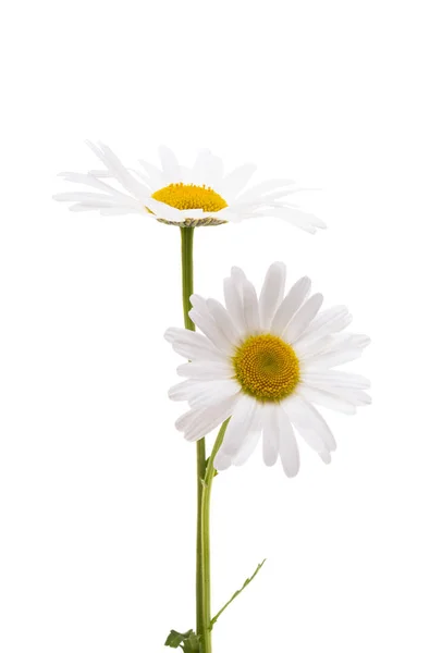 Chamomile Isolated White Background — Stock Photo, Image