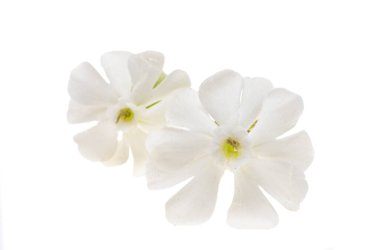 white meadow flower isolated on white background