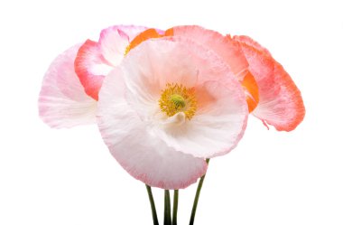 Beyaz arka planda izole edilmiş güzel gelincikler 