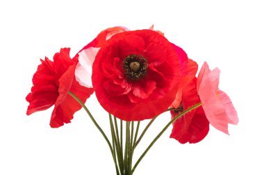 Beyaz arka planda izole edilmiş güzel gelincikler 