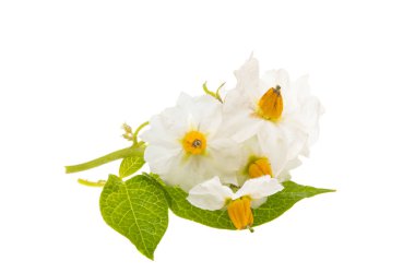 Beyaz arka plan üzerinde izole patates çiçekleri 