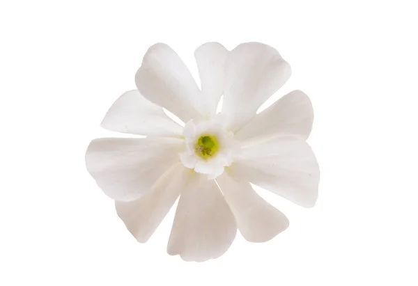 White Meadow Flower Isolated White Background — Zdjęcie stockowe