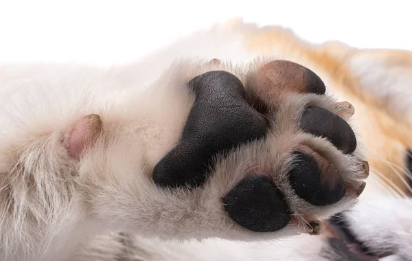 子犬の前足ホワイト バック グラウンド — ストック写真