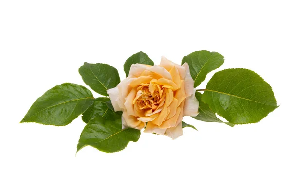 Brzoskwiniowa Róża Izolowana Białym Tle — Zdjęcie stockowe