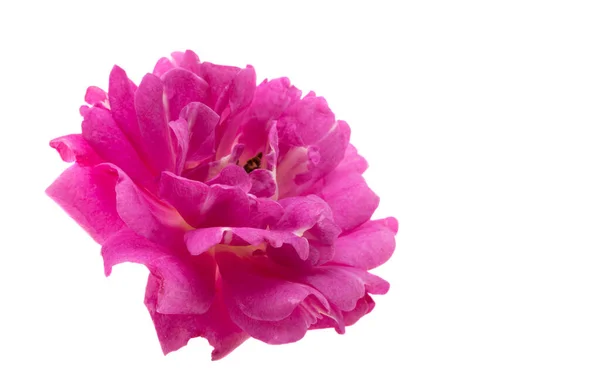 Pink Rose Izolowane Białym Tle — Zdjęcie stockowe