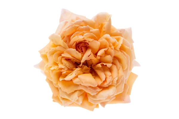 Brzoskwiniowa Róża Izolowana Białym Tle — Zdjęcie stockowe