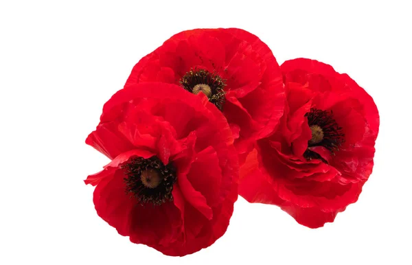 Beautiful Poppies Isolated White Background — Stock Photo, Image