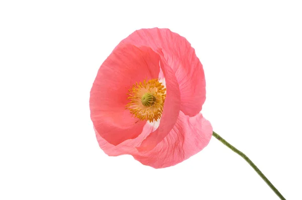 Beautiful Poppies Isolated White Background — Stock Photo, Image