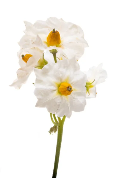 Bramborové Květiny Izolovaných Bílém Pozadí — Stock fotografie