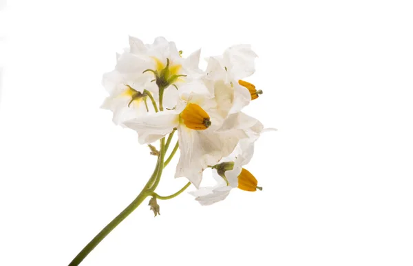 Aardappel Bloemen Geïsoleerd Witte Achtergrond — Stockfoto