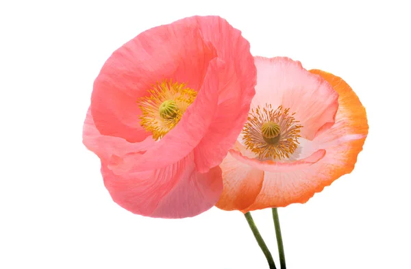 Beautiful Poppies Isolated White Background — Stock Photo, Image