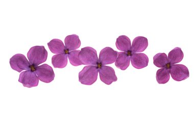 Beyaz arkaplanda yalıtılmış leylak çiçeği 