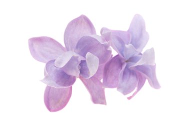 Beyaz arkaplanda yalıtılmış leylak çiçeği 