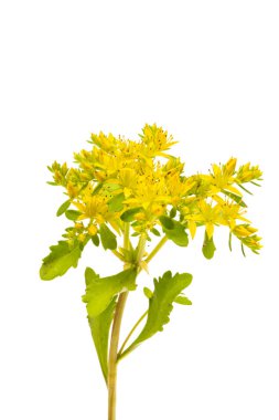 Kalın yapraklı çiçek beyaz arkaplanda izole edildi 