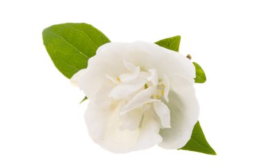 yasemin çiçeği beyaz arkaplanda izole edilmiş 