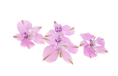 Beyaz arkaplanda uzun ömürlü Delphinium çiçeği 