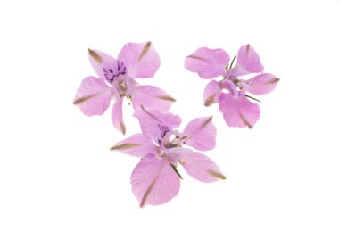 Beyaz arkaplanda uzun ömürlü Delphinium çiçeği 