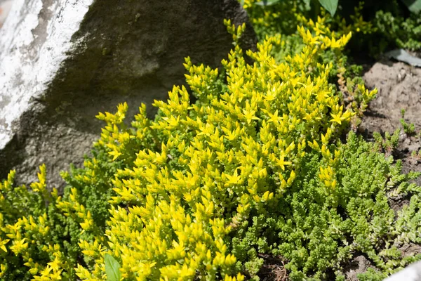 Tjocka Blad Blomma Som Växer Blomma Säng — Stockfoto