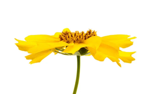 Flor Coreopsis Aislada Sobre Fondo Blanco — Foto de Stock