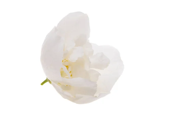 白い背景に孤立したジャスミンの花 — ストック写真