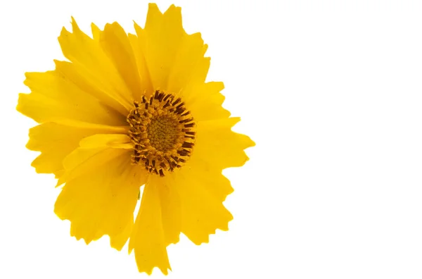 Coreopsis Blume Isoliert Auf Weißem Hintergrund — Stockfoto