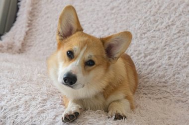 Kanepe üzerinde bir mantar yavrusunun portresi. 