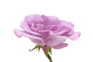 Beyaz arkaplanda yalıtılmış leylak gülü 