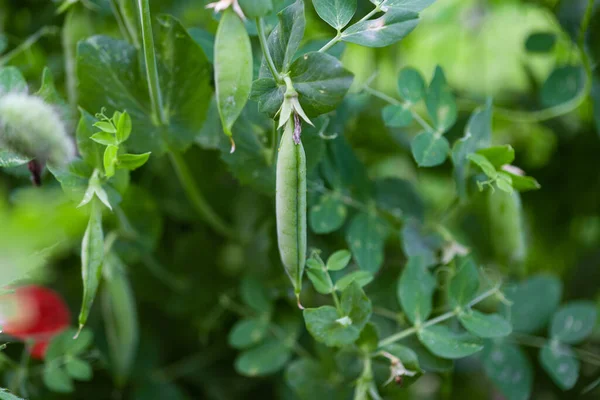 花壇で育つ緑のエンドウ豆は — ストック写真