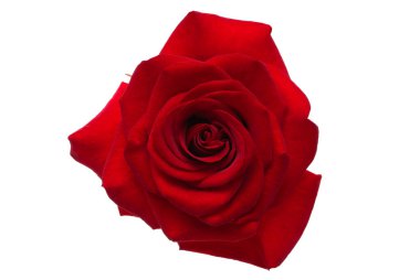 kırmızı gül beyaz arkaplanda izole 