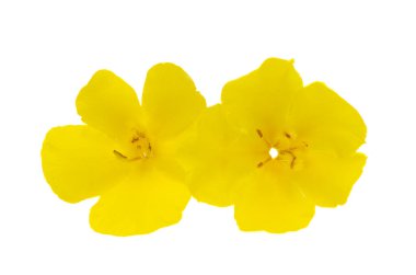 Beyaz arkaplanda sarı mallow izole 