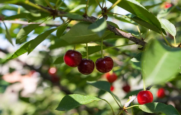 Cherries Tree Summer — 图库照片