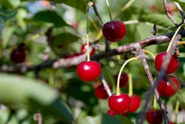Cherries Tree Summer — Stock Photo, Image