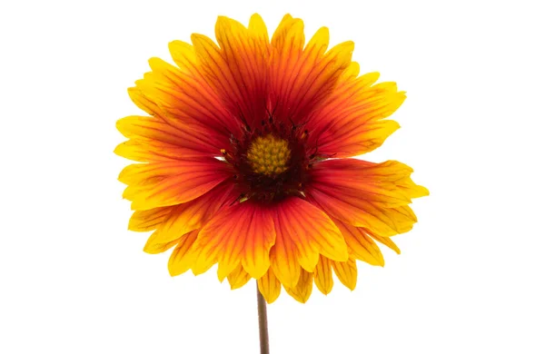 Gaillardia Fiori Isolati Sfondo Bianco — Foto Stock