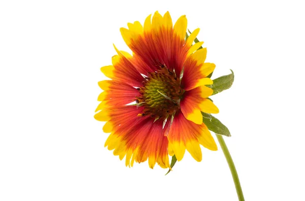 Gaillardia Fiori Isolati Sfondo Bianco — Foto Stock