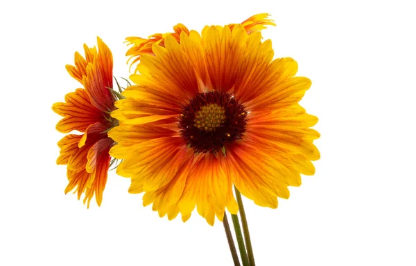 Flores Gaillardia Isoladas Sobre Fundo Branco — Fotografia de Stock