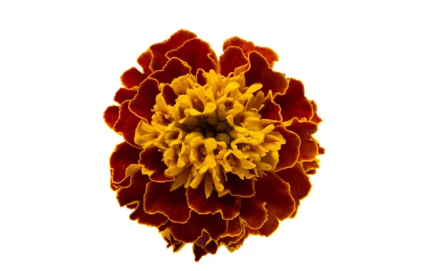Цветы Marigold Изолированы Белом Фоне — стоковое фото