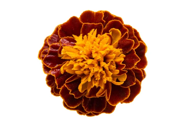 Marigold Kwiaty Izolowane Białym Tle — Zdjęcie stockowe