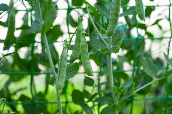 Green Peas Growing Farm — Stock Photo, Image