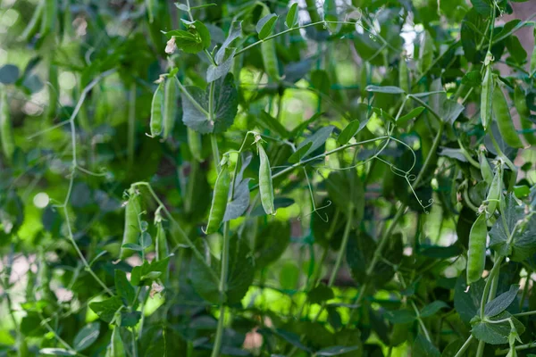 Green Peas Growing Farm — Stock Photo, Image