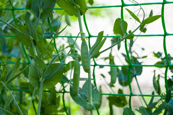 Green Peas Growing Farm — Stock Photo, Image