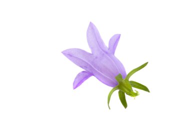 Meadow çanı beyaz arkaplanda izole edildi 