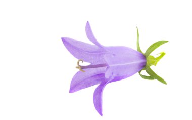 Meadow çanı beyaz arkaplanda izole edildi 